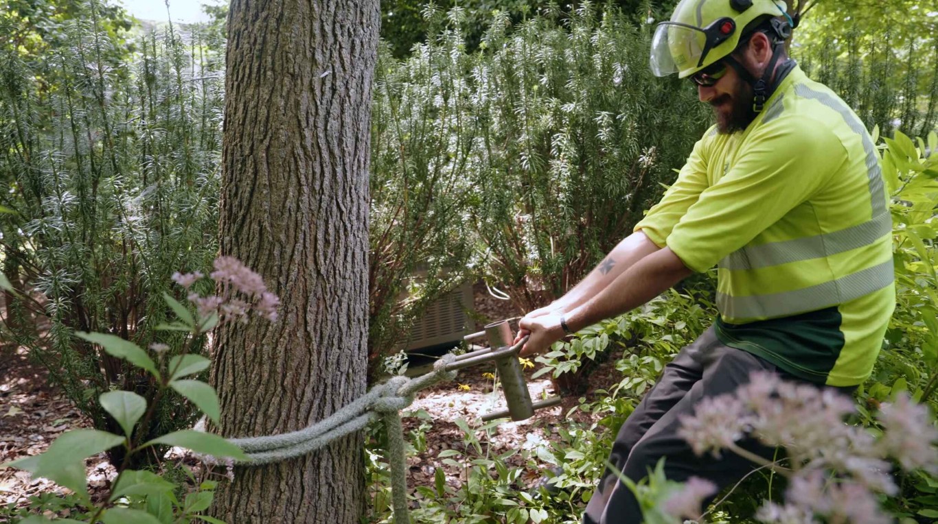 Certified arborist performing tree trimming and pruning in Salina, KS