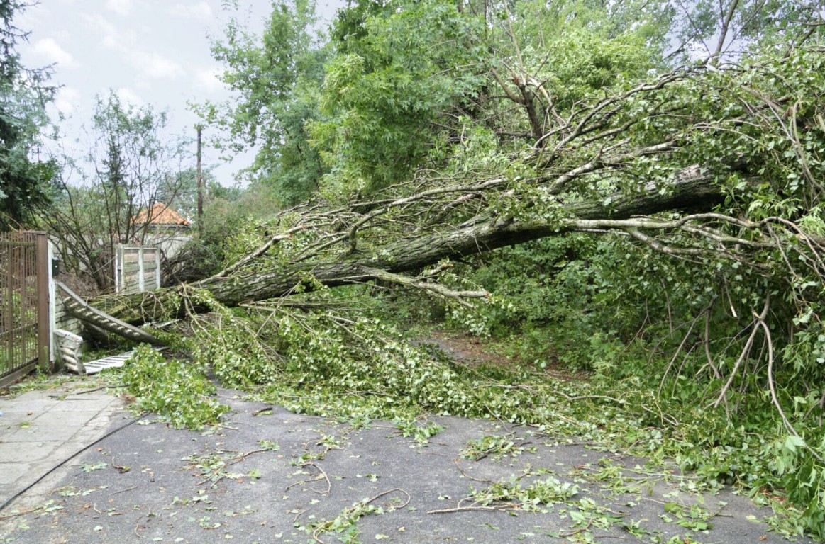 Emergency tree removal service after storm damage in Salina, KS